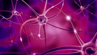 Nerve cells